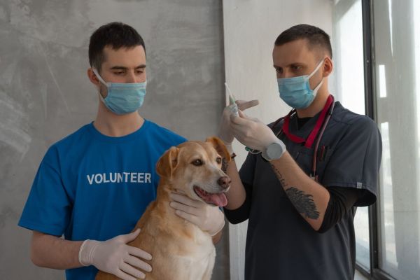 10 raisons pour lesquelles vous devriez vacciner votre chien