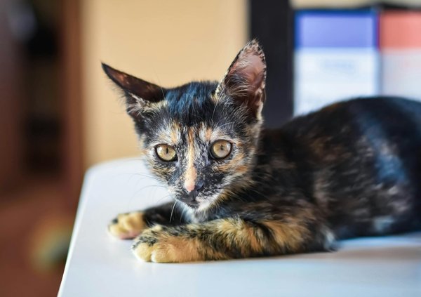 Des idées originales de décorations éléphant pour votre intérieur