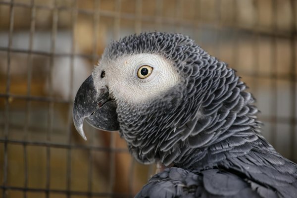 Comment choisir le meilleur vétérinaire pour votre chien