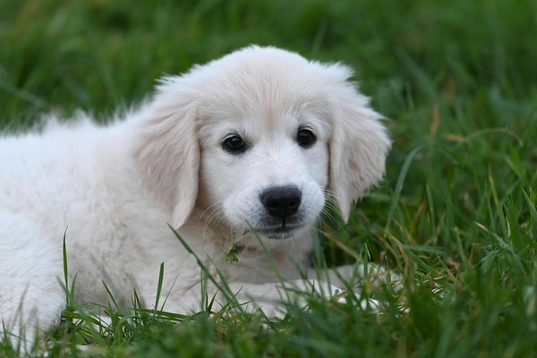 Arbre à chat : design, confort et bien-être pour vos félins