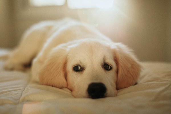 10 raisons pour lesquelles vous devriez vacciner votre chien