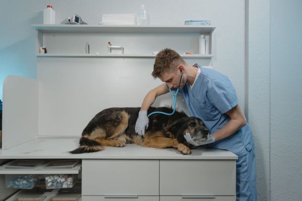 Comment choisir le meilleur vétérinaire pour votre chien