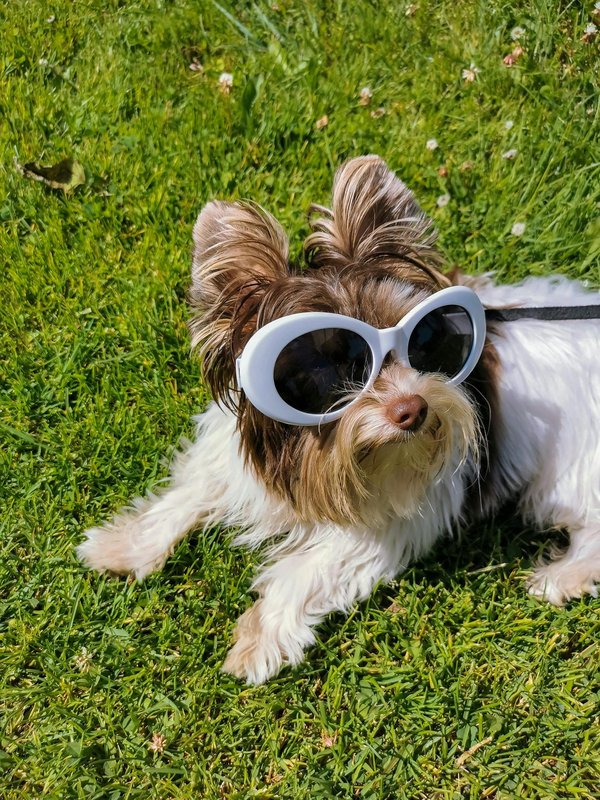 Lunettes soleil pour chien : protection et style à petit prix!